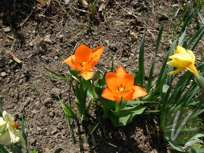 Garten-Tulpe: Übersicht